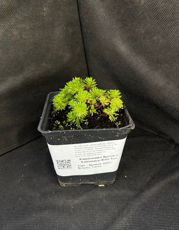 Камнеломка Арендса Хайландер Вайт 1 шт Р9